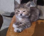 Кошенята 2