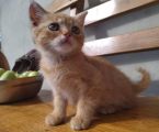 Кошенята 3