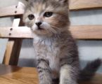Кошенята 4