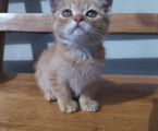 Кошенята 5