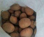 Картопля велика 1