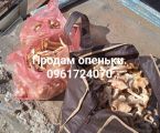 Опеньки 1