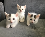 Віддам кошенят 1