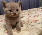 Віддам котика 1