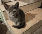 Віддам кошенят 1
