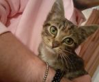 Віддам кошенят 1