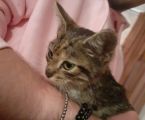 Віддам кошенят 2