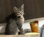 Віддам котиків 4