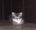 Віддам котиків 1
