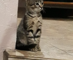 Віддам котиків 3