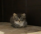 Віддам котиків 2