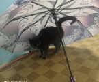 Віддам кішечку 2