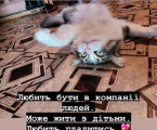 Віддам котика 2