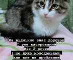 Віддам котика 3
