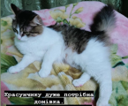 Віддам котика 1