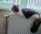 Віддам котика 5