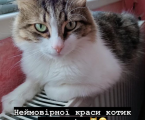 Віддам котика 4