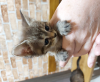 Віддам кошеня 1