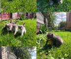 Віддам кошенят 1