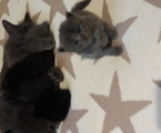 Віддам кошенят 1