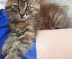 Кошенятка 2