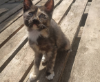 Віддам кошенят 3