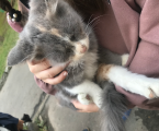 Віддам котика 1