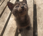Віддам кошенят 2