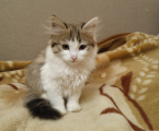 Віддам кошеня 1