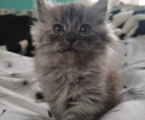 Віддам кошенят 1