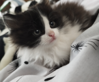 Віддам кошенят 2