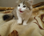 Віддам кошеня 3