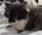 Віддам кошенят 3