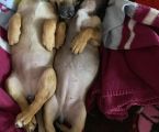 Віддам в добрі двох цуценят 3