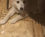 Аляскинський маламут 2