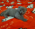 Віддам шотландського висловухого кота 1