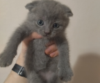 Віддам шотландського висловухого кота 3