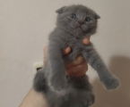 Віддам шотландського висловухого кота 4