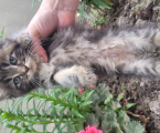 Віддам кошенят 1