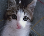 Віддам котика 1