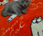 Віддам шотландського висловухого кота 2