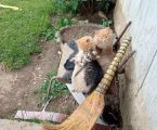 Віддам кошенята 1