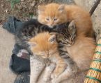 Віддам кошенята 2