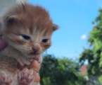 Віддам в добрі руки 2