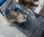 Віддам кошеня 2