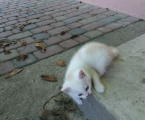Віддам кошенята безкоштовно 1