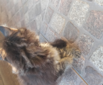 Віддам пухнастого котика 1