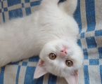 Віддам котика 1