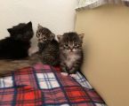 Маленькі, грайливі кошенята шукають люблячу сімʼю 3