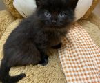 Маленькі, грайливі кошенята шукають люблячу сімʼю 4